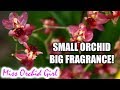 Small Orchids with big fragrance! Small Orchids with big fragrance!