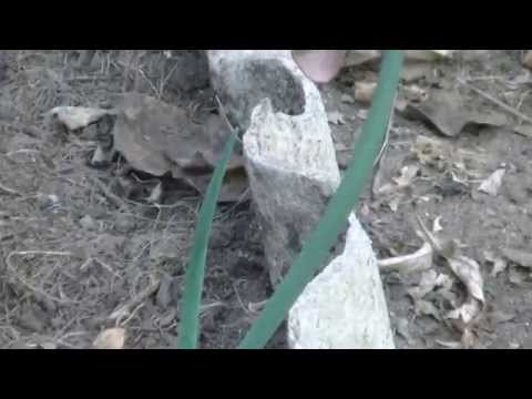 riebalų deginimo pakeitimas bando numesti svorio būdamas 60