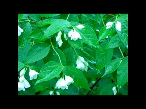 YUMINALE -  Greenery