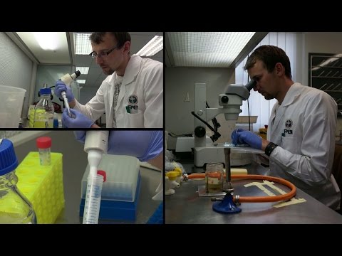 Pilz-züchtende Termiten video