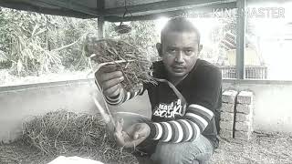 Download lagu Penternakan Ayam Kampung Episod 8 - Proses Pembersihan dan Menyahkuman Reban mp3 Download lagu Penternakan Ayam Kampung Episod 8 - Proses Pembersihan dan Menyahkuman Reban mp3