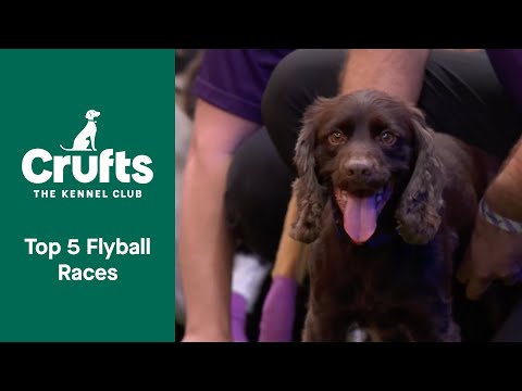 The Most Exhilarating Flyball Races 💨