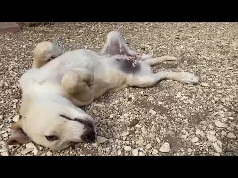 Raisa - vermittelt -