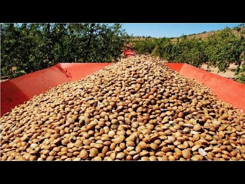 Almond Cultivation and Harvesting Technology- Processing in Factory