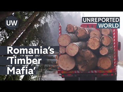Romania’s deadly 'Timber Mafia'  | Unreported World