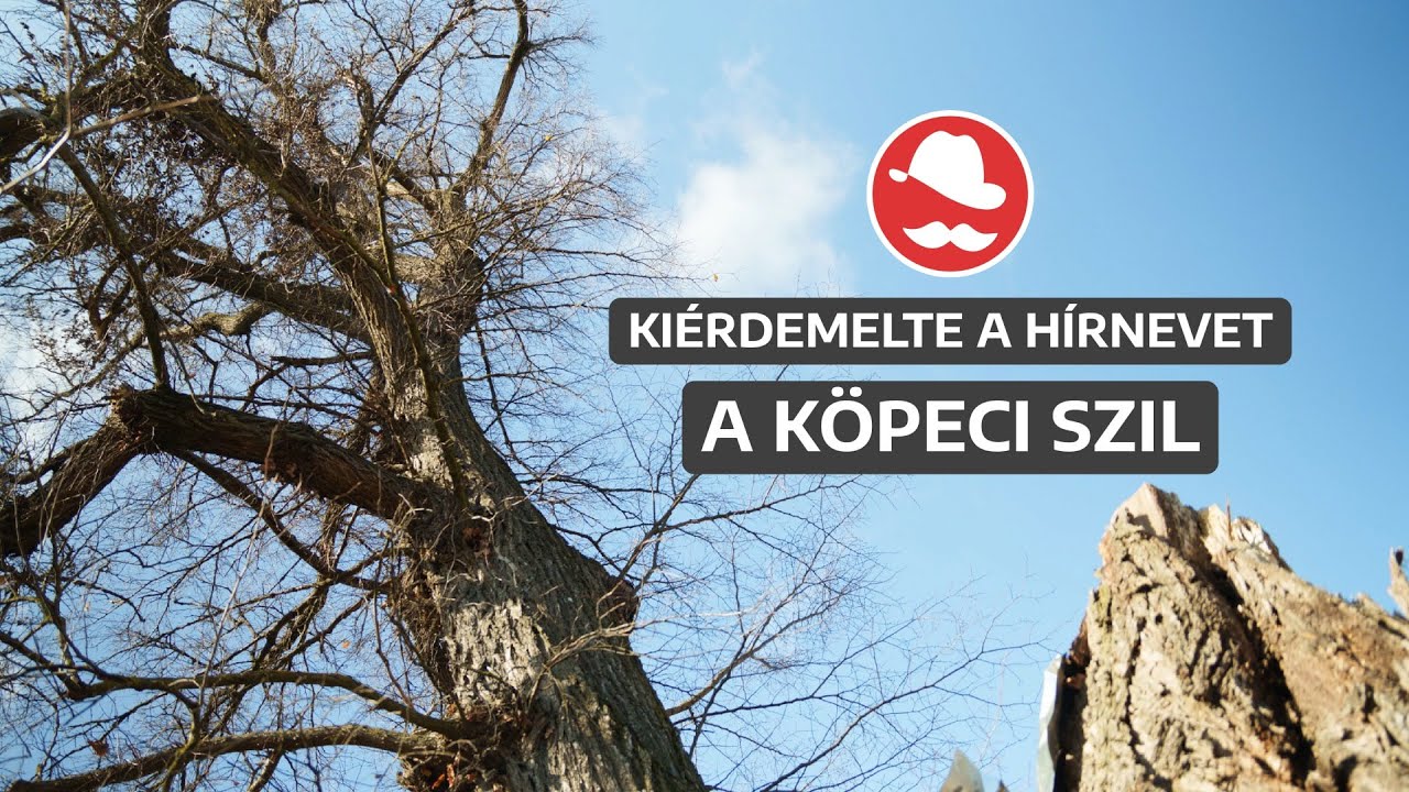 Évszázadok viszontagságai után is ragaszkodik az élethez a köpeci szil