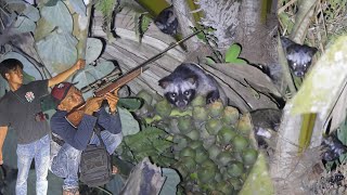 Download lagu Overpopulation of civets here. Residents are worried that their chickens are disappearing one by ... mp3 Download lagu Overpopulation of civets here. Residents are worried that their chickens are disappearing one by ... mp3