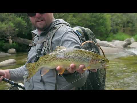 Trout on Fly in the Keiwa River at Mt Beauty