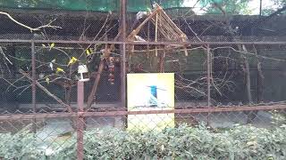 preview picture of video 'Parrot in Maharaj Bagh zoo Nagpur'