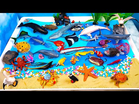 Meet marine animals-Learn Sea animals names and build a huge ocean diorama for preschool