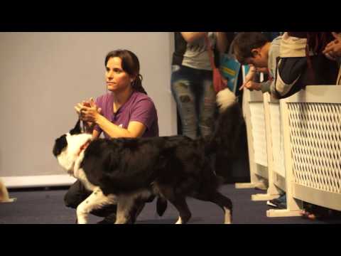 NUESTROS PERROS  MARISOL REY