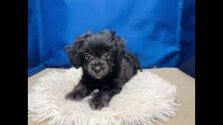 ハーフ犬の動画02