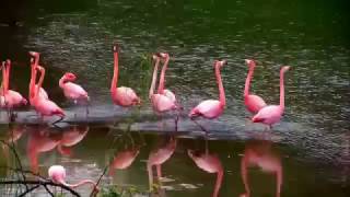 Фламинго. Fly Flamingo - Goombay Dance Band