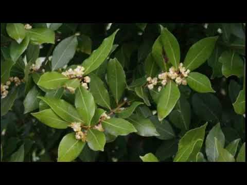 Bay leaf tree