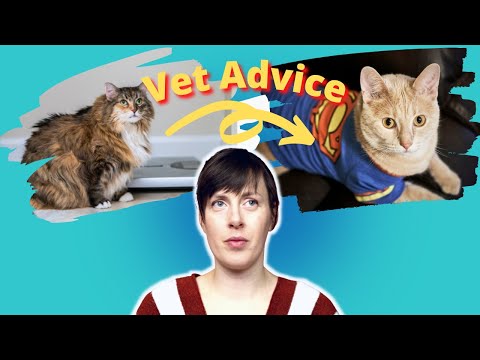 How to help my cat lose weight or avoid obesity | 9 Tips to help your cat lose weight