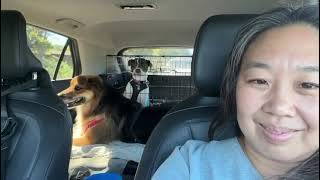 Video preview image #1 Mutt Puppy For Sale in San Jose, CA, USA