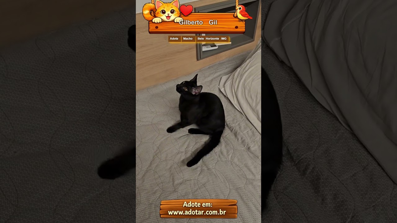 Gato raça SRD-ViraLata idade 7 a 11 meses nome Gilberto Gil