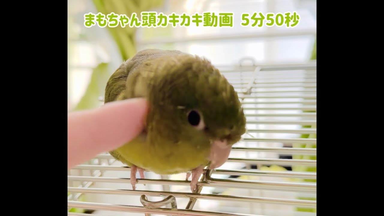 【睡眠用】まもちゃん頭カキカキ耐久5分50秒 #サザナミインコ #睡眠 #リラックス 撮影日：2026年3月7日