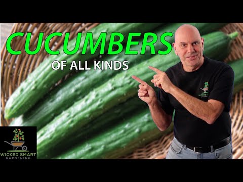 Cucumbers Made Easy   Planting Timing and Harvesting Tips