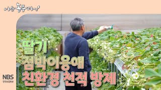 [나는농부다 289회] 딸기 점박이응애 친환경 천적 방제