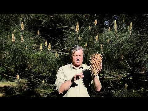 Sosny – drzewa niezwykłe. Odcinek 25.