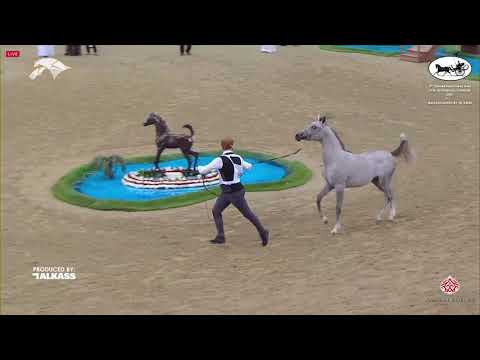 N.140 BADR UMM ALUDHAM - 9th Qatar National AHS for Individual Owners - Yearling Colt (Class 4B)...