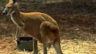 Rolf Harris - Tie Me Kangaroo Down Sport (LYRICS + FULL SONG)