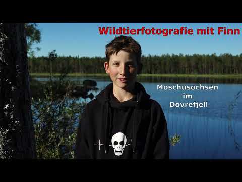 Moschusochsen Dovrefjell