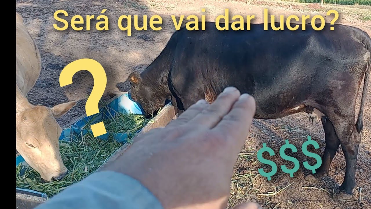 Quanto gastei no confinamento das 2 vacas? até agora!