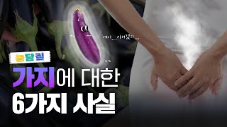 가지, 당신이 몰랐던 6가지 사실|농담짚