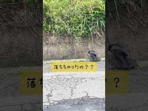 カラスが騒いでたから見に行ったら、、😳