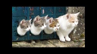 Funny Kittens and Cats Compilation #3 2018 || FunnyVines