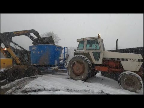 Dairy Farming in a Blizzard