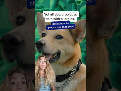 Unveiling the Power of Truvy’s Pre+ Probiotic Chews: A Comprehensive Review