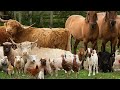 Farm Animal Sounds Farm Animals For Kids Learn Farm Animals Reinone Animal