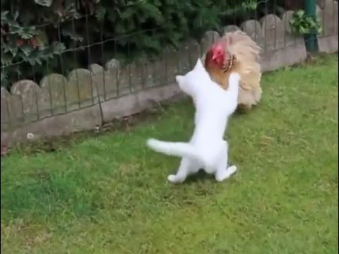 Hilarious video of cat VS Hen