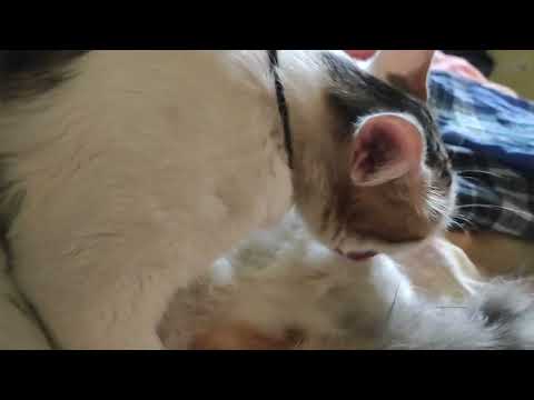 oh my God || my cat minnu || miss you munnu 😥😥