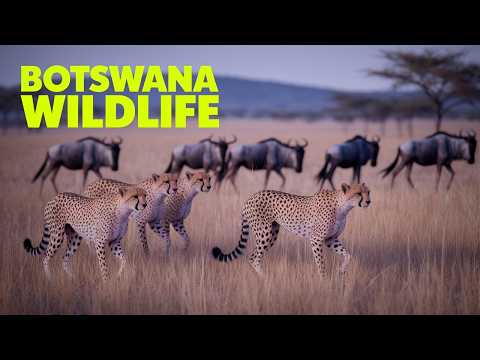 Amazing Wildlife of Botswana 8k
