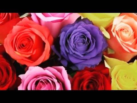 Limewire AI prompt play!