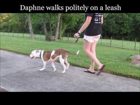 Daphne, an adopted Boxer & Plott Hound Mix in Athens, GA_image-1