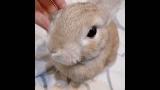 Cover art for slugnus