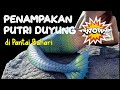 PENAMPAKAN PUTRI DUYUNG DI PANTAI BAHARI JAWAI SAMBAS KALBAR