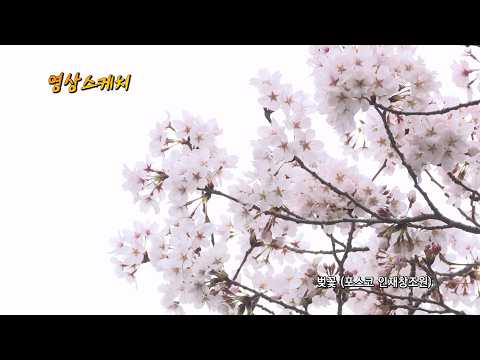 벚꽃 (포스코 인재창조원)