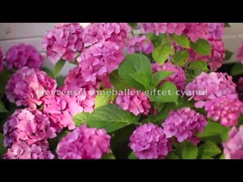 5 giftigaste växterna och blommorna i trädgården -och en lista!