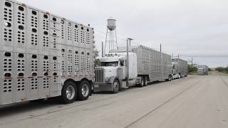 A few cattle trucks waiting for their load in Benjamin, TX