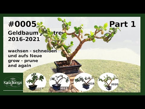 #0005 | 2016-2021 | Teil 1 - Entwicklung eines Geldbaums | Part 1 -Development of a jade tree Bonsai