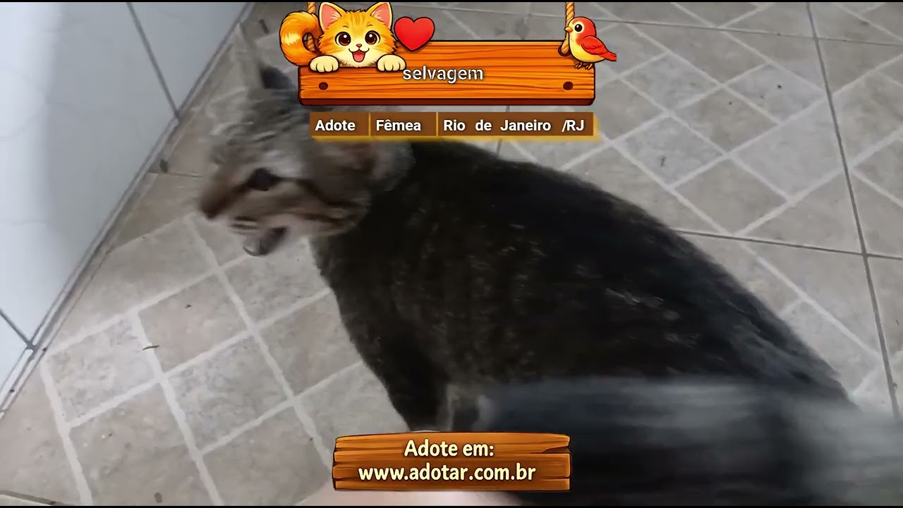 Gato raça SRD-ViraLata idade 7 a 11 meses nome selvagem 