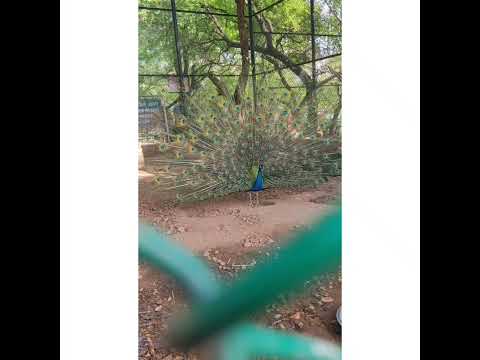 Peacock dance in all its glory