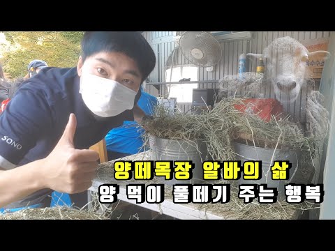, title : '양떼목장 알바의 삶 양 먹이 풀떼기 주는 행복 (feat. 독거노총각님)'