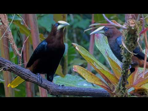 Chestnut-headed Oropendola Party At The Panama Fruit Feeders | Feb. 1, 2026